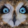 Profilbild von The Exile