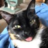 mistmonster's profile picture