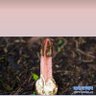 Фото профиля 八斗兔
