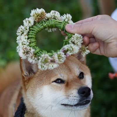 チビ柴小次郎's profile picture