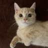 こてつ profil fotoğrafı