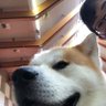 わんころ's profile picture