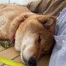 Фото профиля 僕と柴犬こてつ