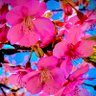 Фото профиля sakura