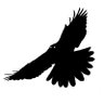 HawK's profile picture