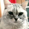 えいにゃお 的头像