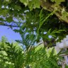 Фото профиля AntonioRgCv81