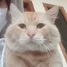 Mocha the cat (di bajak si Oyen) profil fotoğrafı