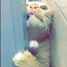 سطام الدوسري profil fotoğrafı