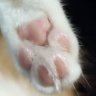 Surii's profile picture