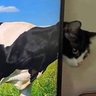 Marcelo B.'s profile picture