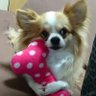 Фото профиля Satoruくん🐾イッヌと暮らす幸せ♪꒰˘ᴥ˘꒱♪ U•ﻌ•U♪