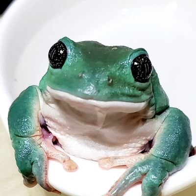 しろ🐸's profile picture