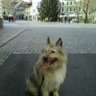 Profilbild von Vessna Janezic