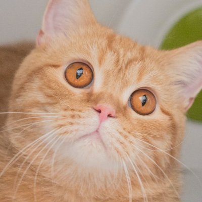 아랫집 김꿀빵's profile picture