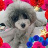 アヤビ~☆ profil fotoğrafı