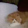 Michouponpon profil fotoğrafı