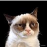 PatchPimps's profile picture