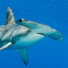 Steven Snell🦈 的头像