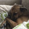 Rach profil fotoğrafı