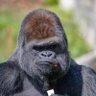 French-Gorilla 的头像