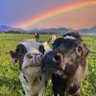 gogovegan🌱 profil fotoğrafı