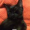 LunaCat3 的头像