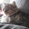 Profilbild von Pete,the long haired tabby cat