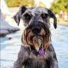 Фото профиля Maxwell Schnauzer