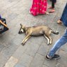 Фото профиля インドの野良犬