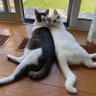 pikora profil fotoğrafı
