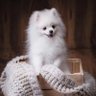 南瓜's profile picture