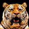 🐯寅🐯's profile picture