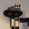 Cout93's profile picture