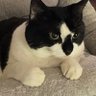 Kotoyou's profile picture