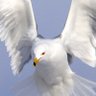 Profilbild von Free As A Bird