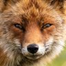 Profilbild von Wooferspoofers15