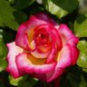 ✿Florzinha✿ 的头像