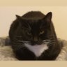 Jackie Shearman profil fotoğrafı