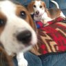 The Weekly Beagle's profile picture