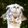 MR.Lama@💉💉💉💉💉💉個Lama事業主's profile picture