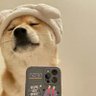 你羊爸爸的关爱's profile picture