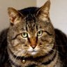 Profilbild von はま猫