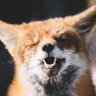 No Chill Fox profil fotoğrafı