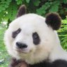 獺 profil fotoğrafı