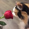 Boris's profile picture