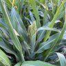 Profilbild von Crops 401