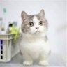 Profilbild von solcat