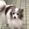 イヌッチ's profile picture
