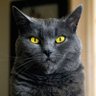 PinkHeartRoseGoddessOfWisdomSeaBlueMoonPearls's profile picture